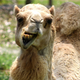 Illustration for article titled Police Say Woman Bit Camels Balls: The Camel Did Nothing Wrongi/i